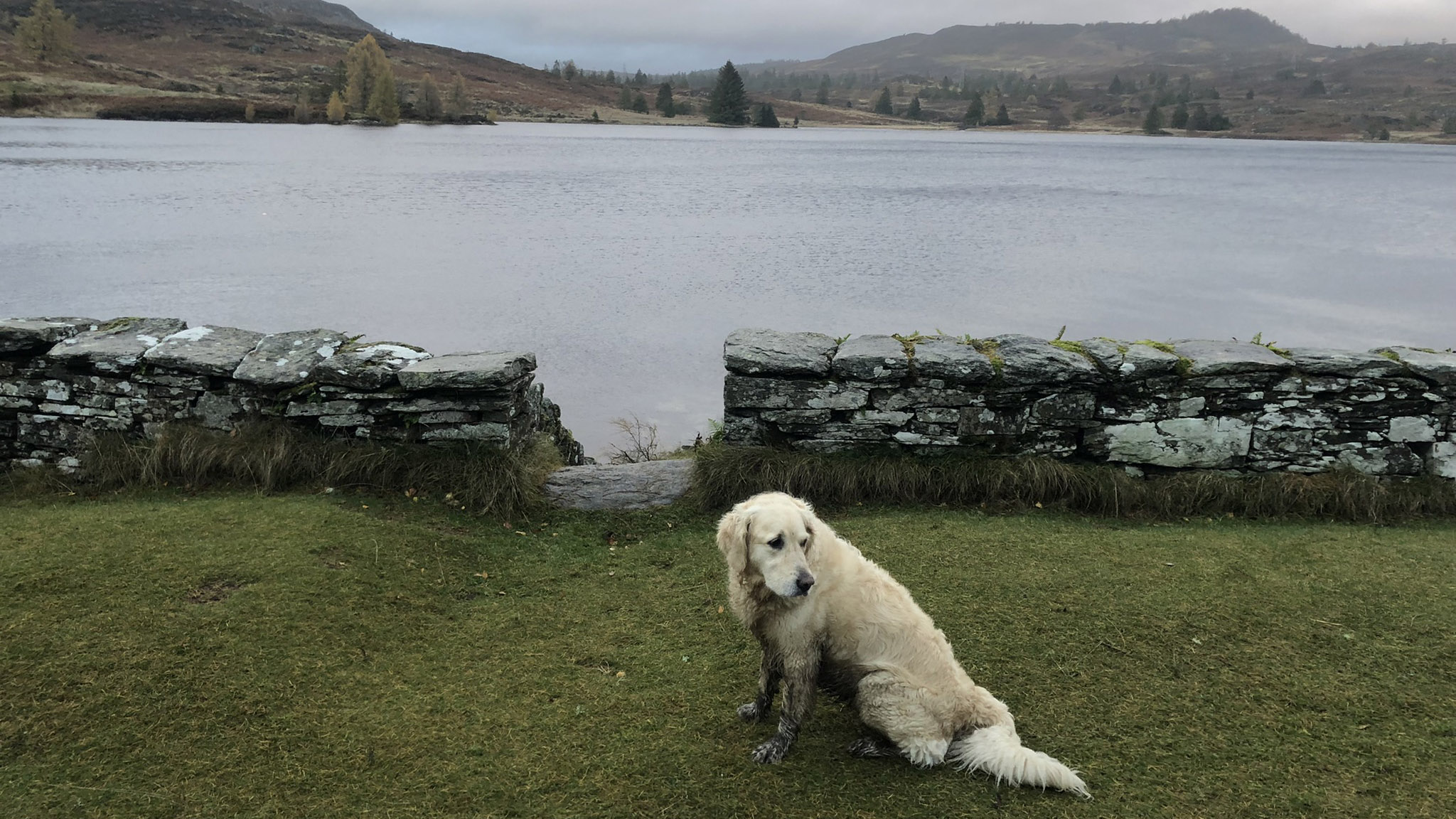 Deuchary Hill and Loch Ordie: Bracken the dog