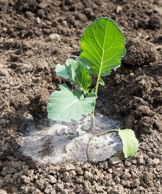 how to grow winter brassicas: puddling in purple sprouting seedlings when planting out