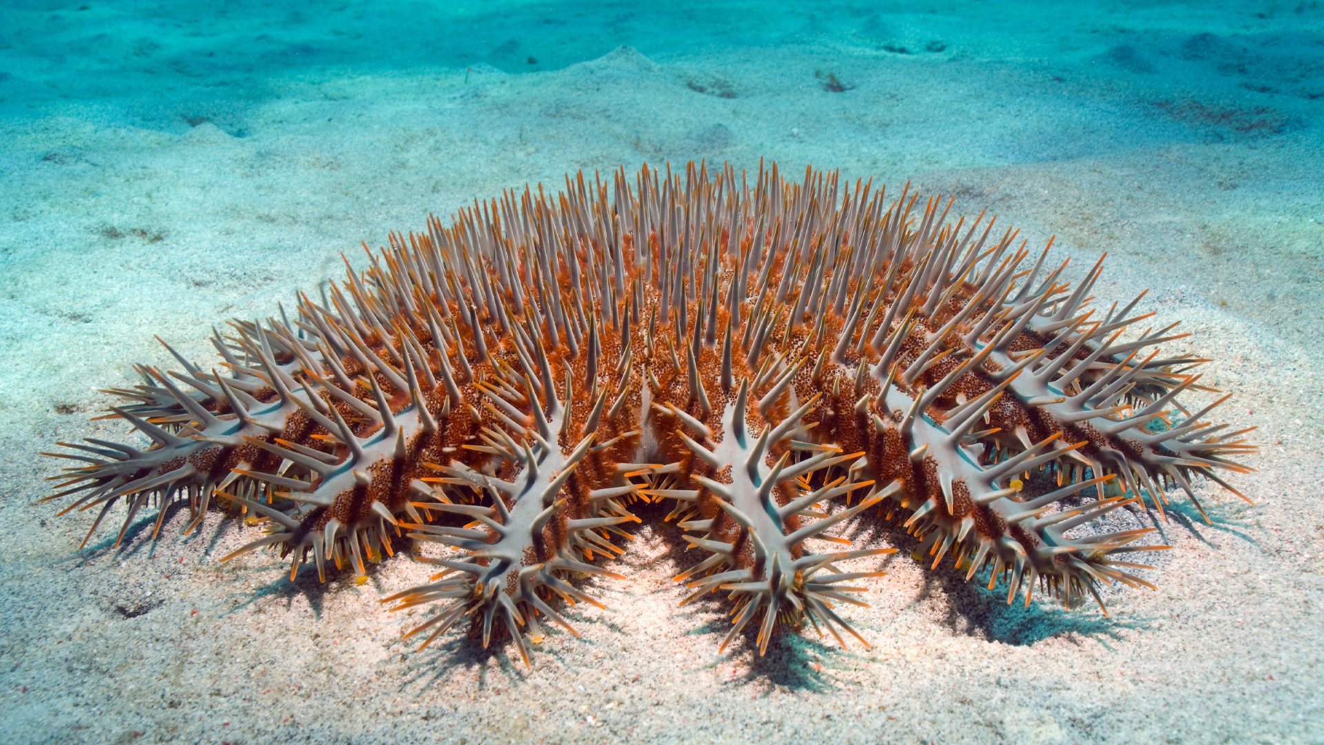 Crown-of-thorns starfish.