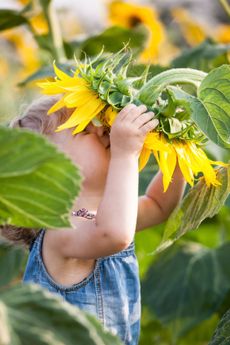 Child Smelling A Large Sunflower