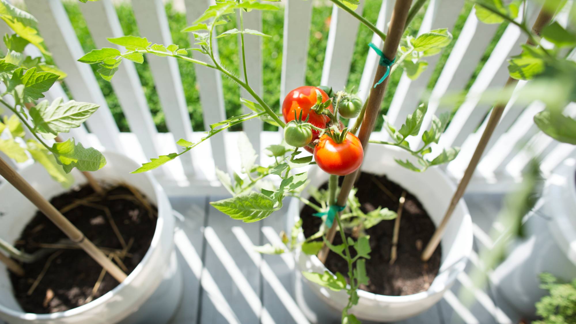 Growing tomatoes in 5-gallon bucket