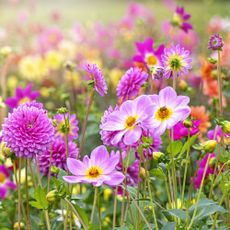 Dahlia flowers in sunny colors