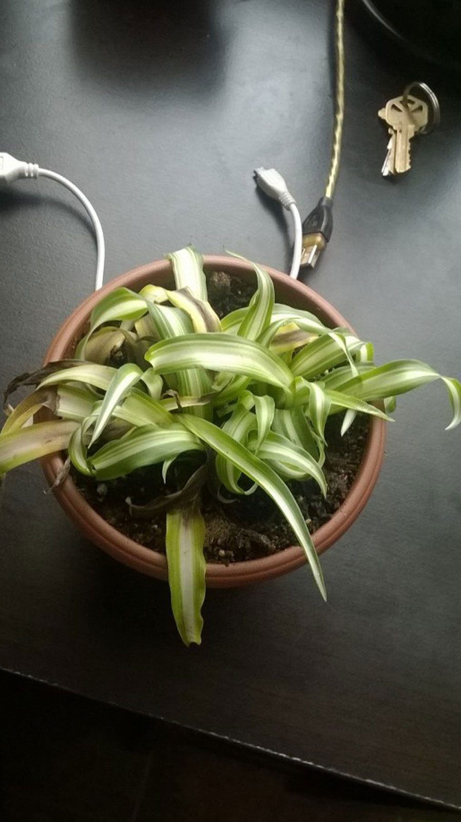 Droopy Leaves On A Potted Spider Plant