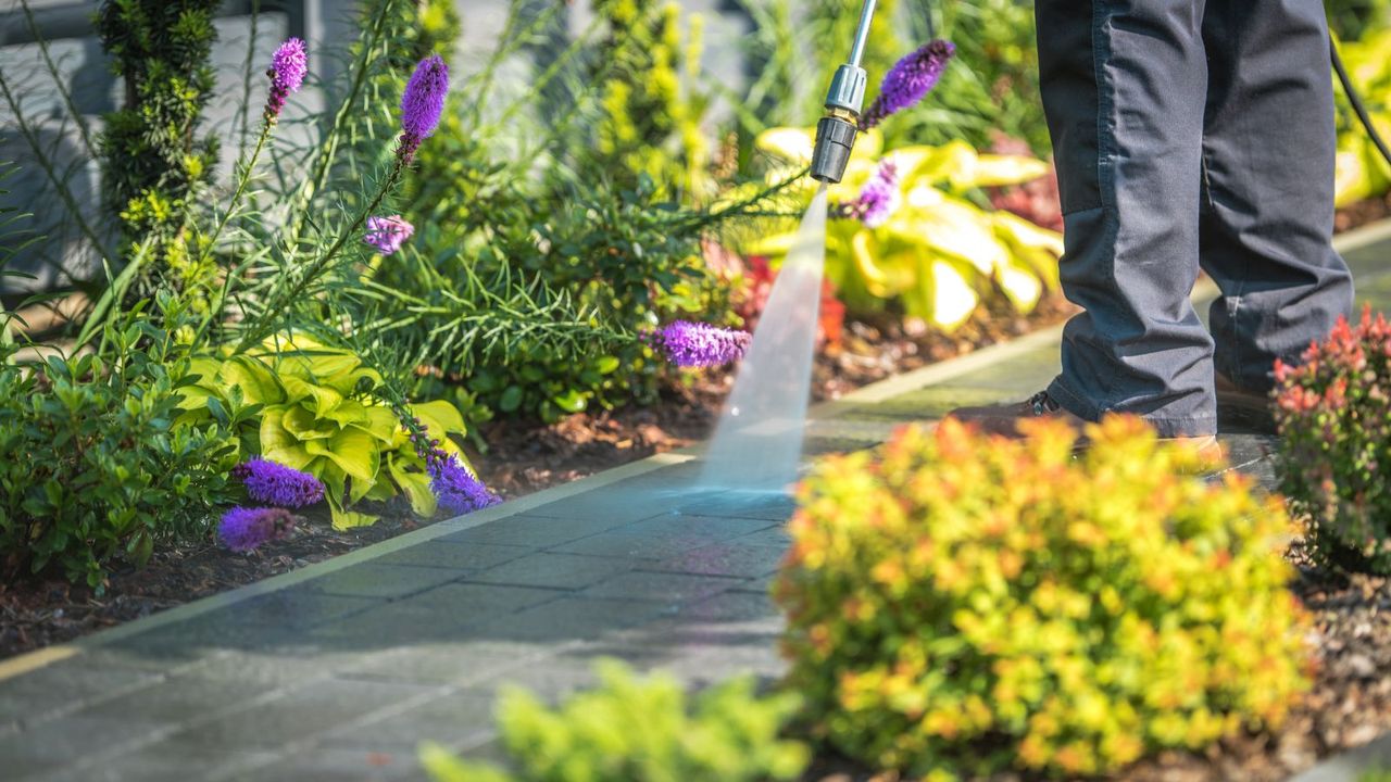 A person using a pressure washer on a garden path next to purple flowers