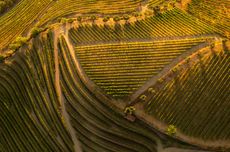 Aerial view of vineyards in the Douro Valley