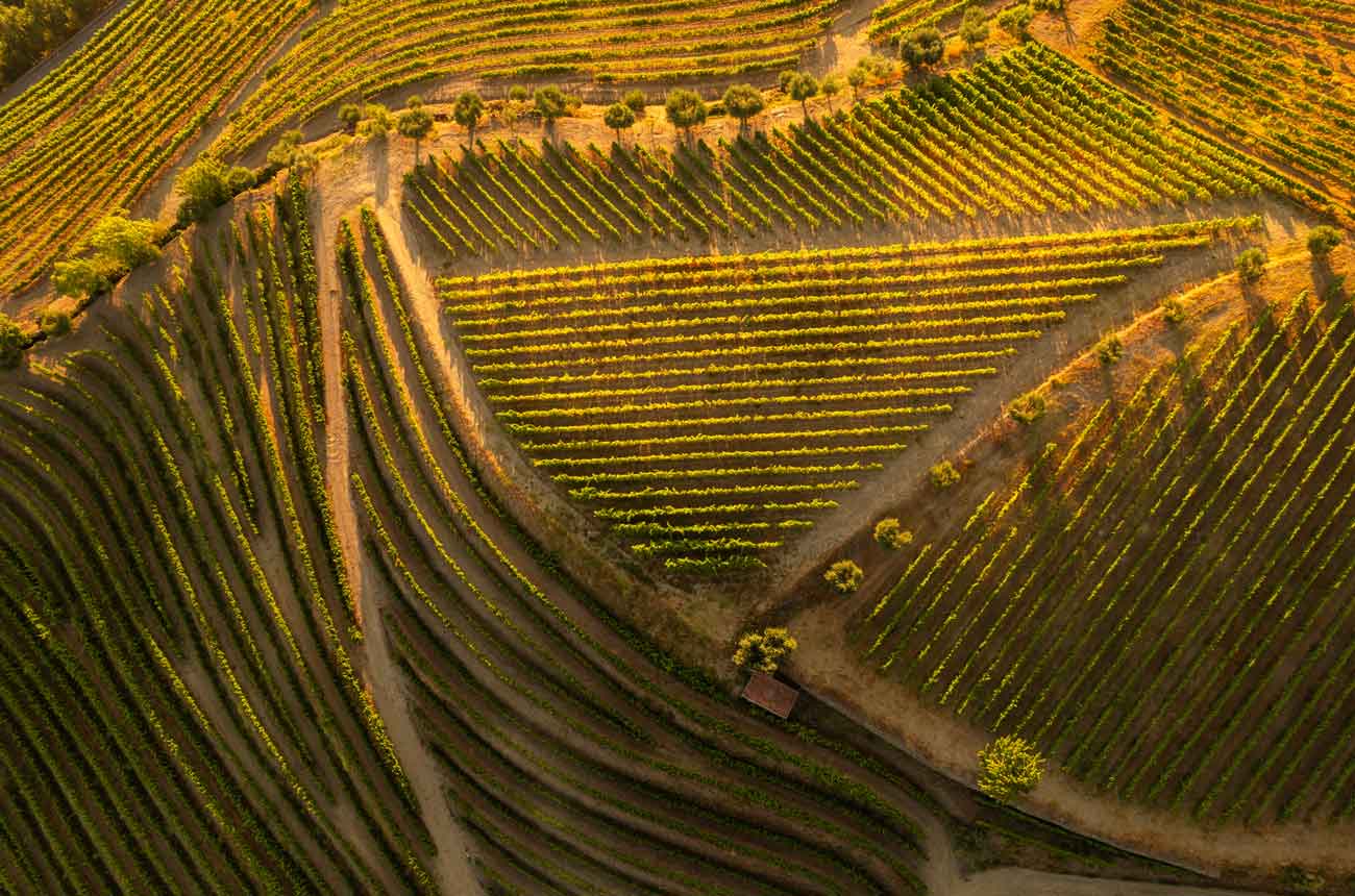 Aerial view of vineyards in the Douro Valley
