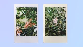 Two photos of flowers and leaves, taken on a Fujifilm Instax mini 12 instant camera