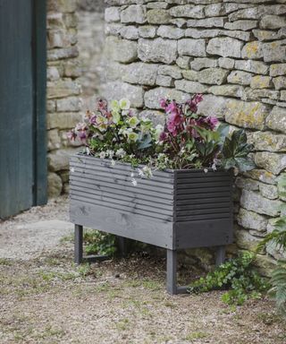 Charcoal grey trough planted with hellebores