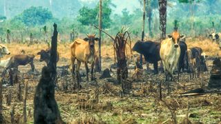 Since the 1960s, the cattle herd of the Amazon Basin has increased from 5 million to more than 70-80 million cows
