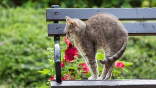 Cat arching its back