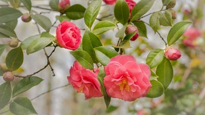 pink camellias