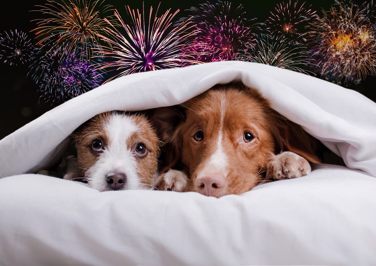 Two dogs peeking nervously from under a white duvet while colourful fireworks burst in the night sky behind them.
