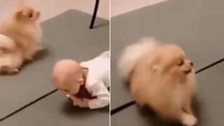 dog teaches baby how to crawl