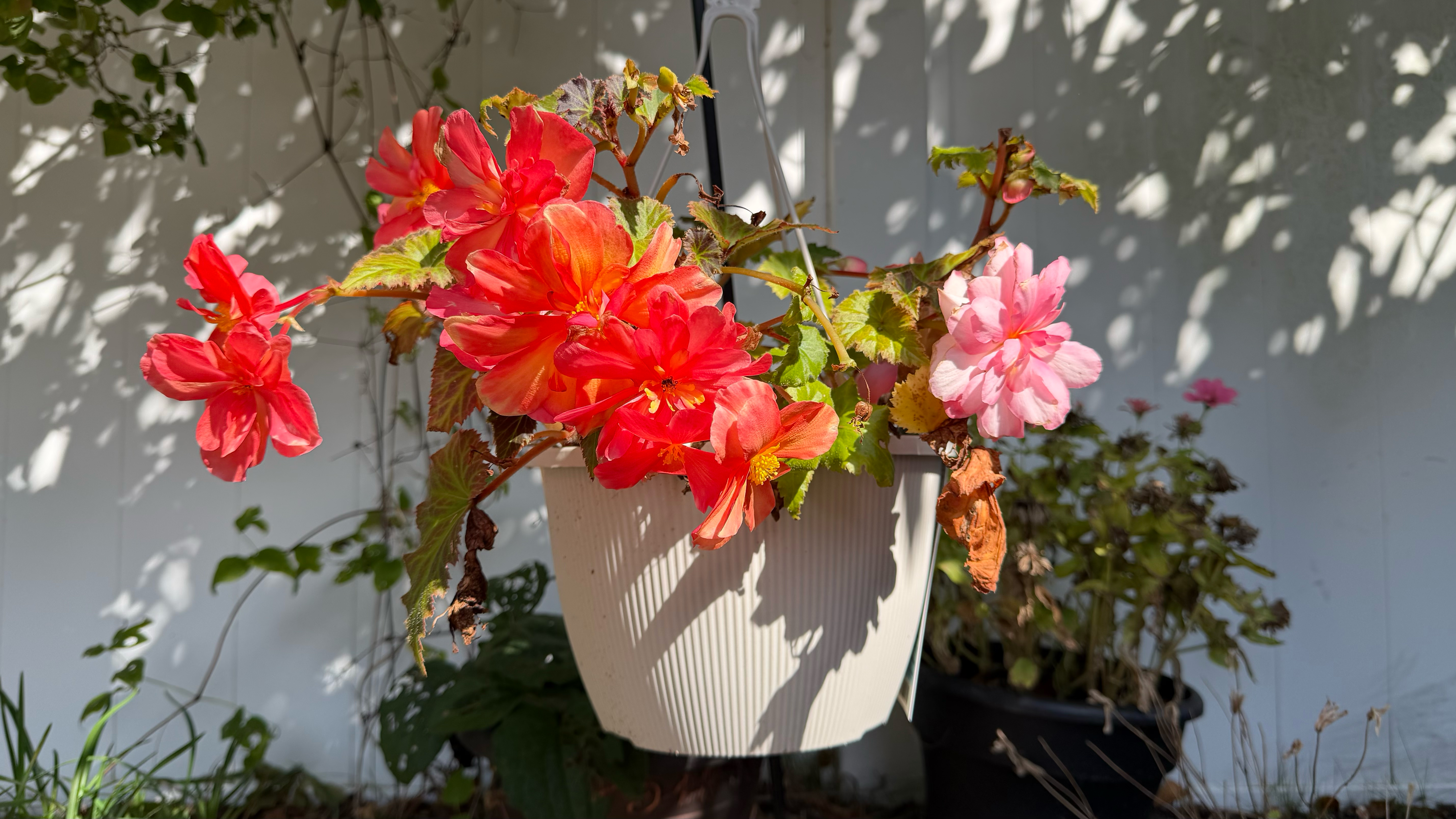 Apple iPhone 17 Pro Max vs Samsung Galaxy S25 Ultra photos