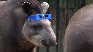 A tapir wears a pair of eclipse glasses on its head at the Zoo de Lille in France during a total solar eclipse on Aug. 11, 1999 