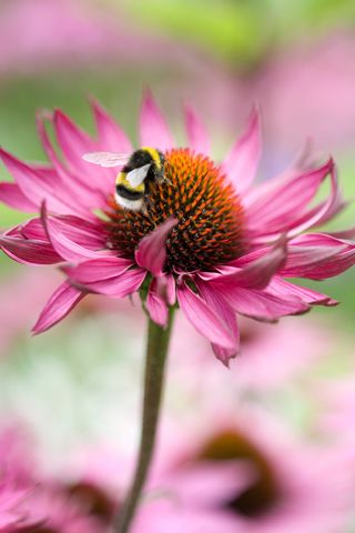 echinacea with bee