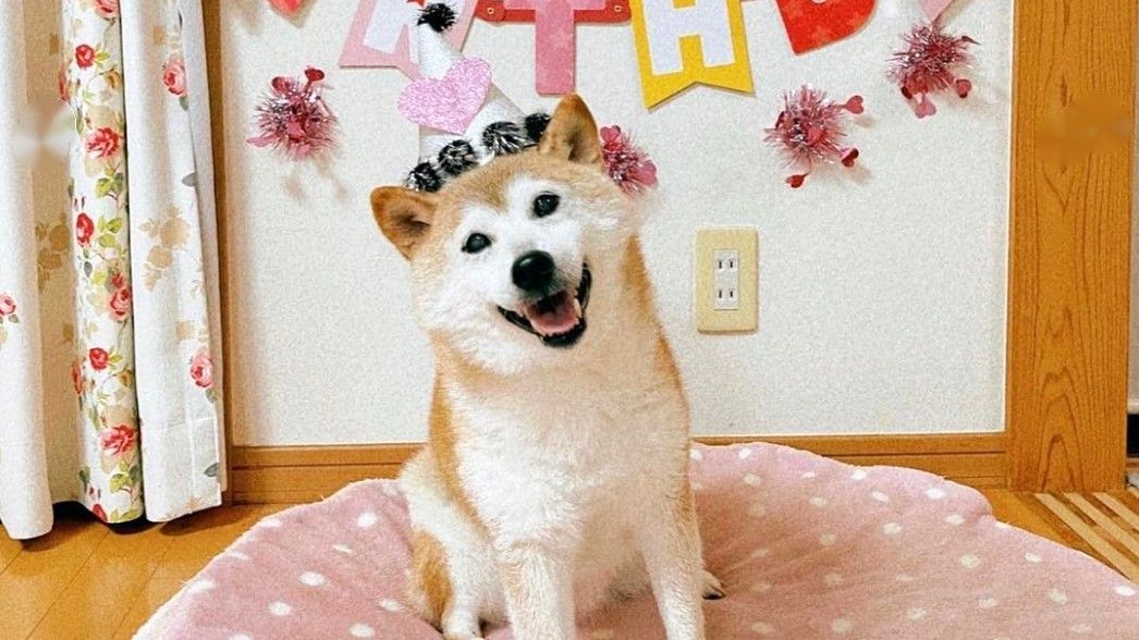 Shiba Inu Doge meme star Kabosu wearing party hat