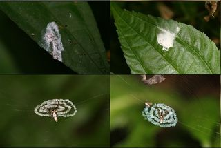 Shown here, photographs of randomly sampled bird droppings (top row) compared with web decorations crafted by <em>Cyclosa ginnaga</em> orb-web spiders (bottom row) at the study site.