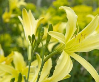 Yellow daylilies growing in a border