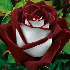 Osiria rose