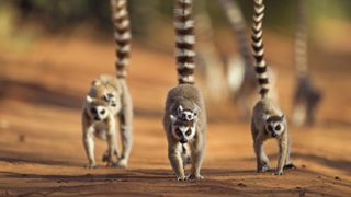 A troop of ring-tailed lemurs walk toward the camera with their young on their backs and tails raised.