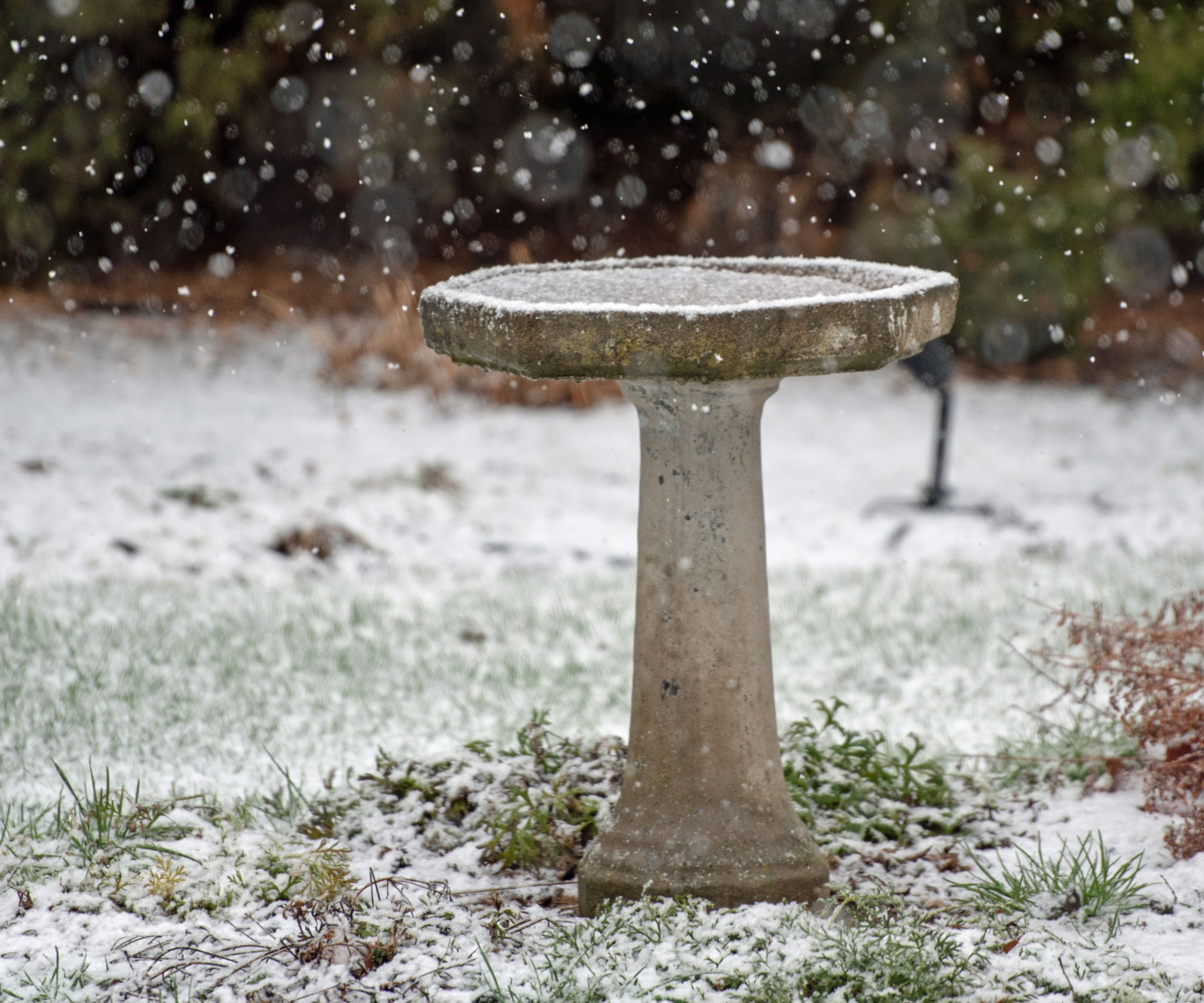 bird bath standing in snowfall in garden