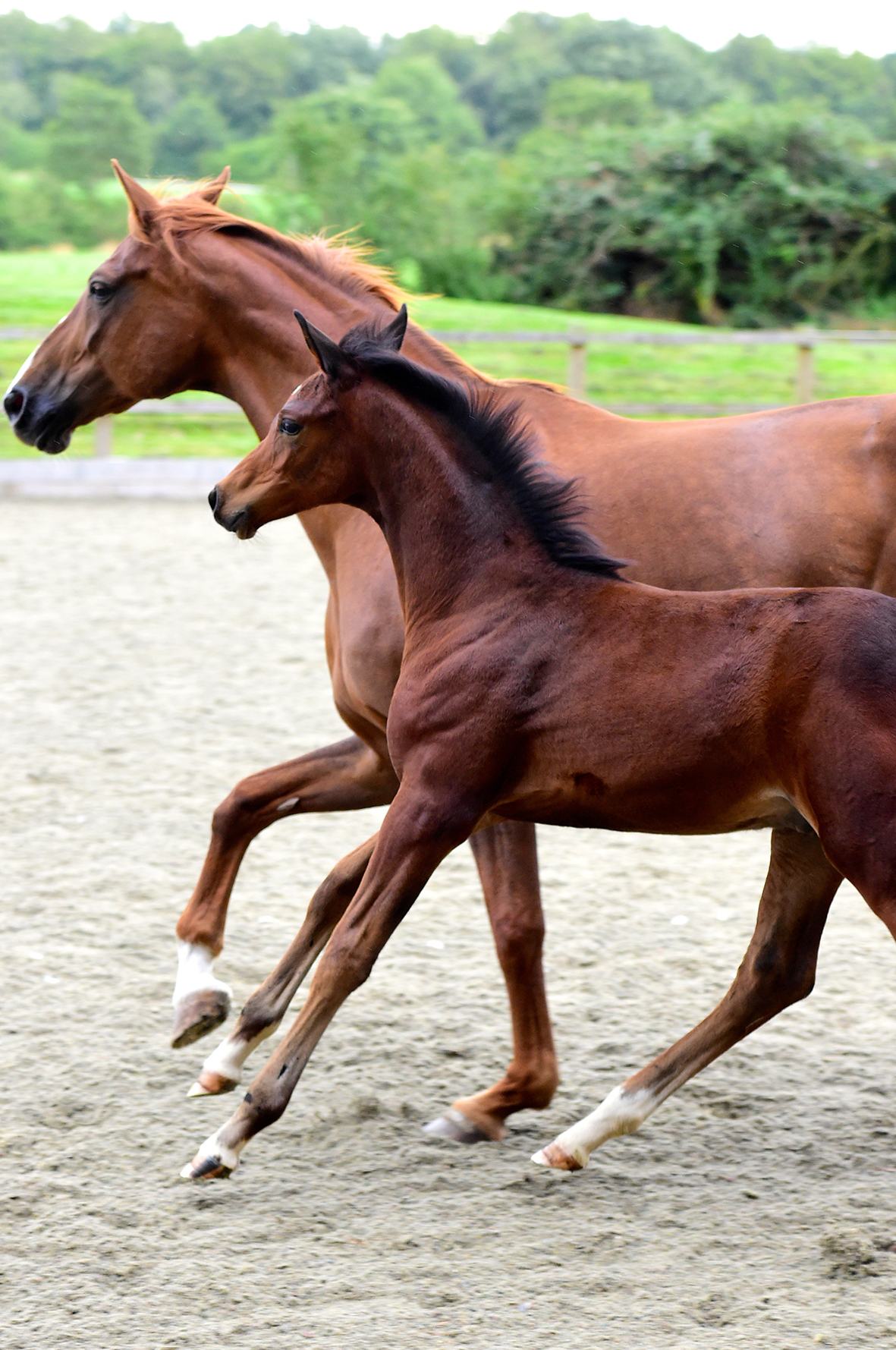 Elite and St Premium Hannoverian mare with foal