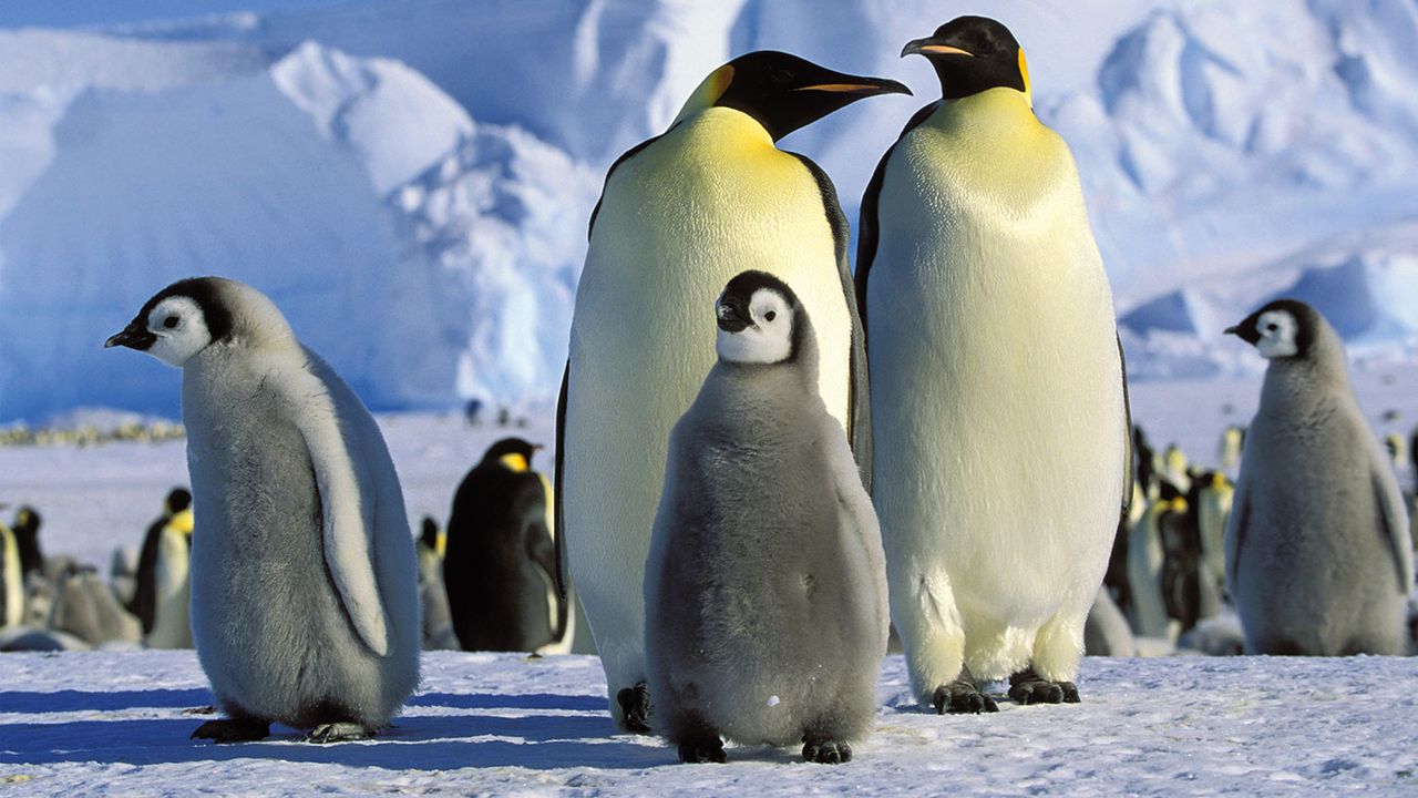 Penguins