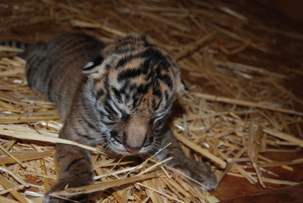 Sumatran tiger cub