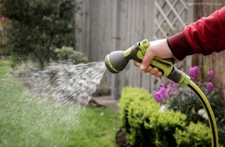 A hosepipe watering a lawn