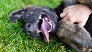 Easy ways to teach your dog new tricks — cute dog laying down on the grass with its tongue out