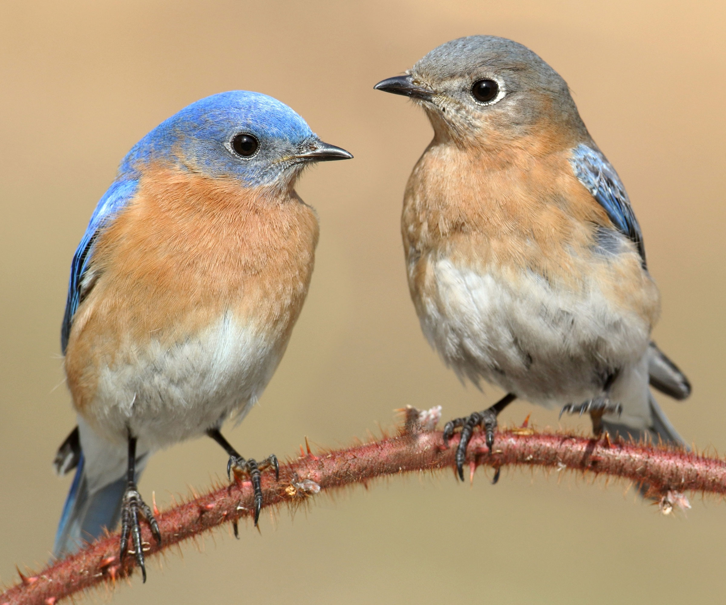 male and female bluebirds on curved tree branch