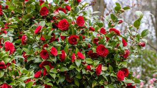 Red camellia flower bush