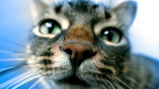 Close up of a cat's face with nose in focus