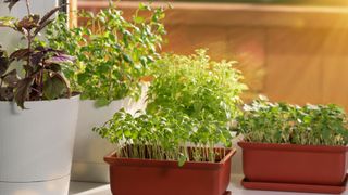 Herbs sit by the windowsill