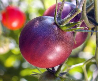 Cherokee Purple tomato fruits growing on stem