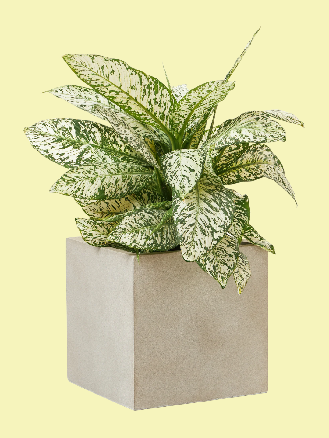 A concrete outdoor planter from Westwing