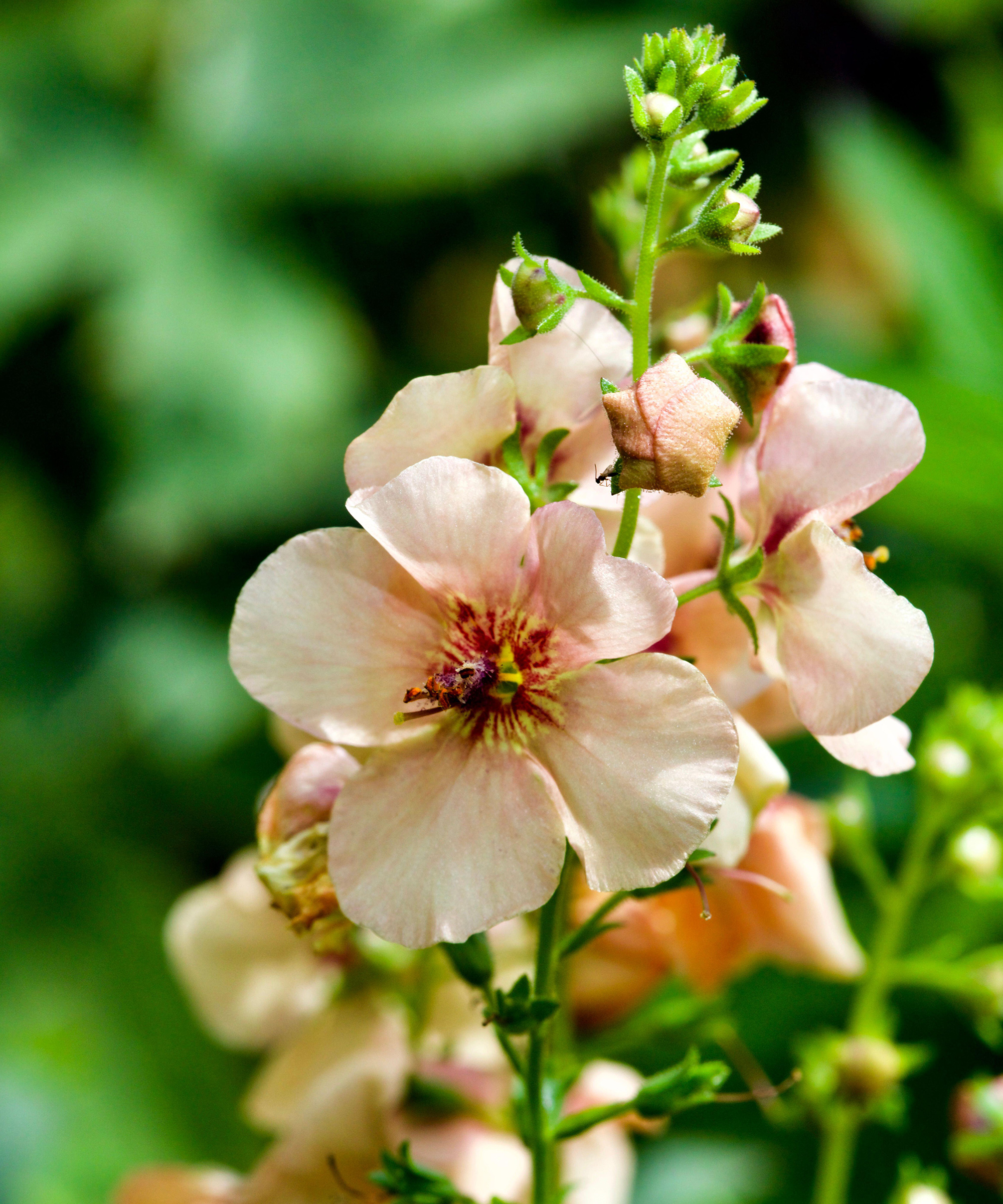 Verbascum 'Jackie'