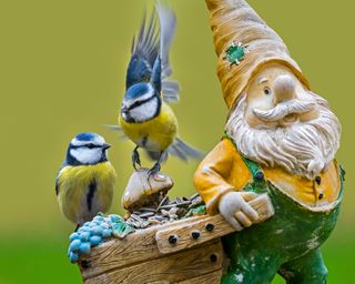 garden gnomes with two blue tits sitting on it
