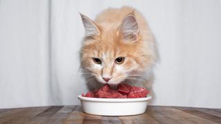 young cream tabby ginger maine coon cat eating tasty red beef meat in front of white curtains