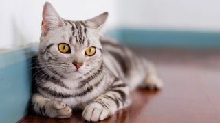 American Shorthair