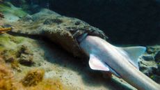 wobbegong shark eating a bamboo shark in the great barrier reef.