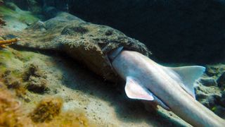wobbegong shark eating a bamboo shark in the great barrier reef.
