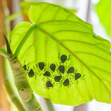 stink bug larvae on houseplant leaf