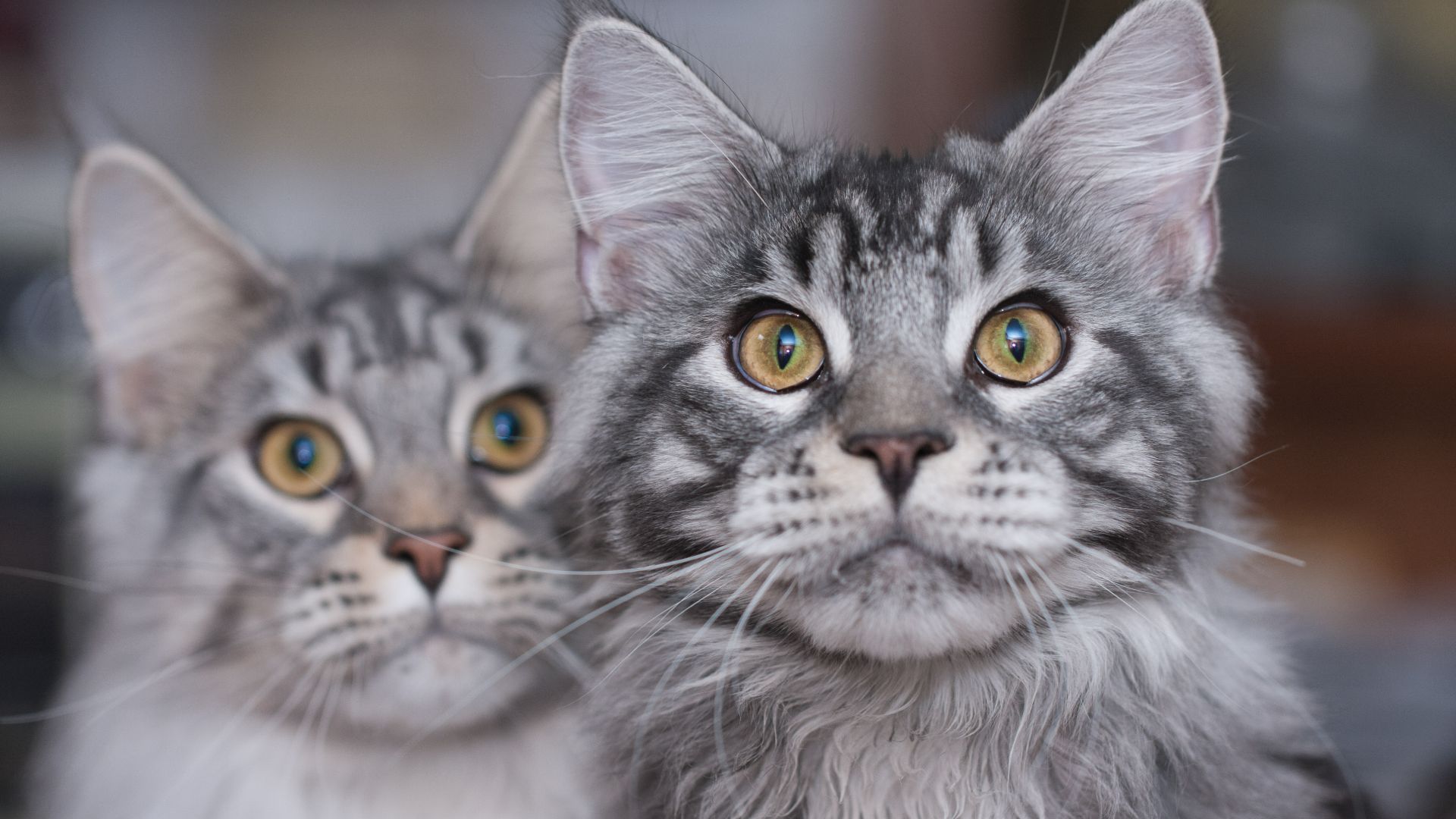 Maine Coon cat