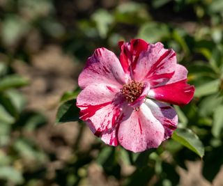 Red and white striped blooms of Rose 'Fourth of July' with verdant foliage