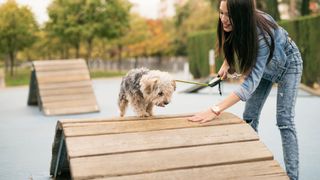 Easy ways to teach your dog new tricks - dog going over ramp