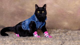 Cat in denim jacket and leg warmers