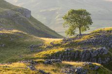 A lone tree flourishes high up on the limestone pavement of Malham Lings in the Yorkshire Dales, bathed in early morning light.