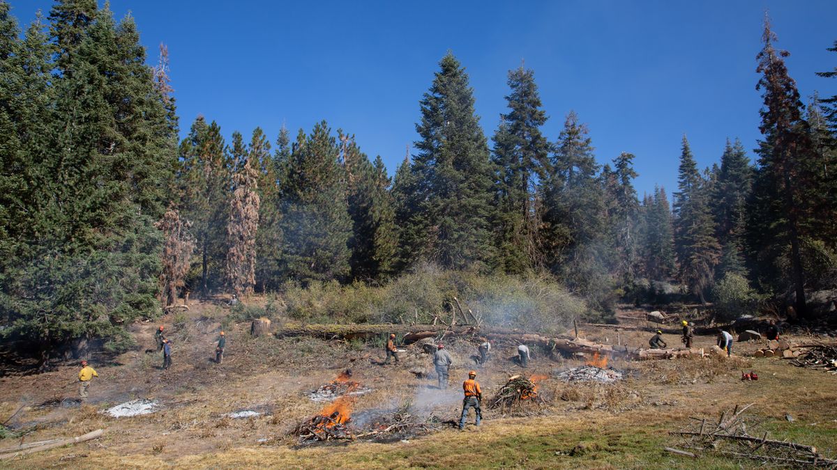 Cultural burning of a forest in Our Changing Planet season 2